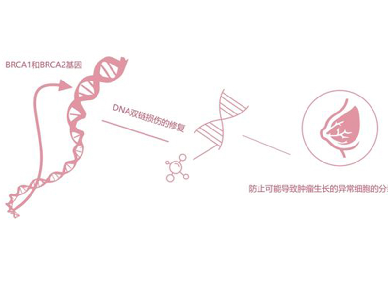 Brca1/2基因檢測(cè)